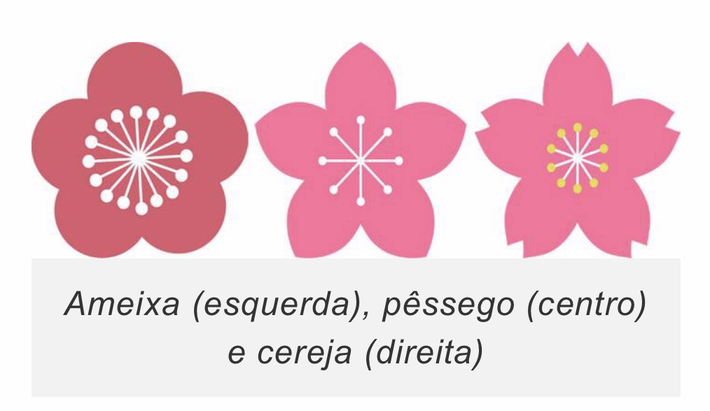 imagem diferença de forma entre flor da ameixa, do pêssego e da cerejeira