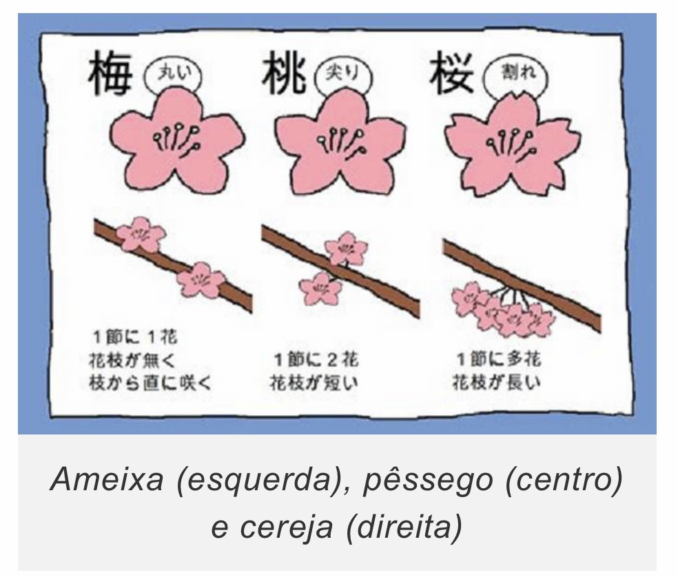 imagem diferença de como se prendem ao galho: flor da ameixa, do pêssego e da cerejeira