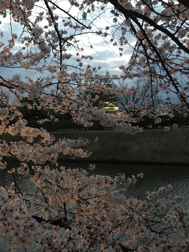 imagem de cerejeiras e o castelo de Matsumoto ao fundo