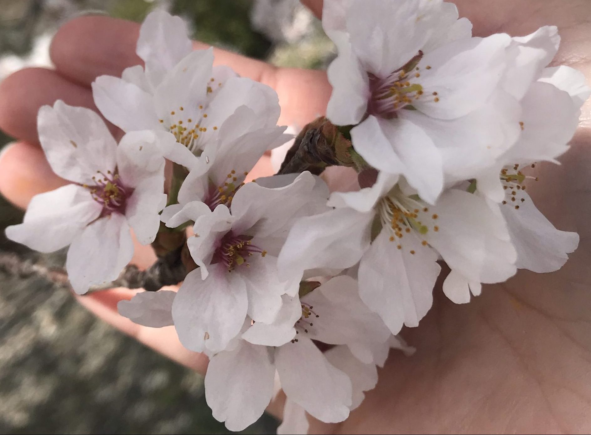 imagem de flor de cerejeira na palma da mão