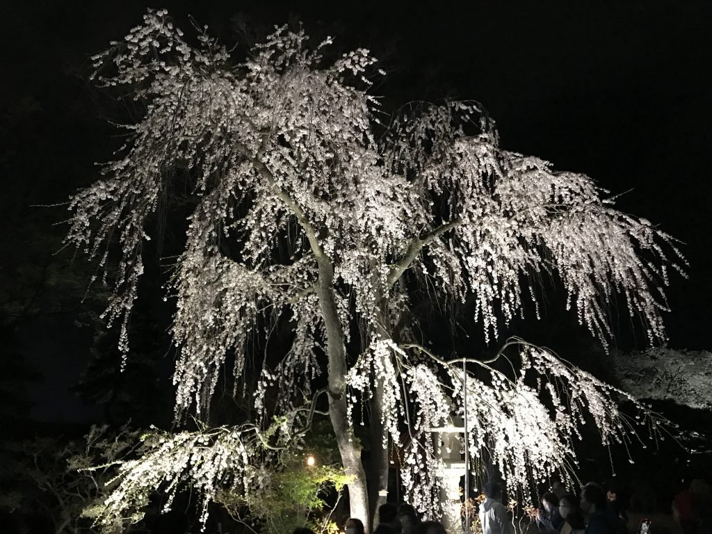 imagem de cerejeira à noite