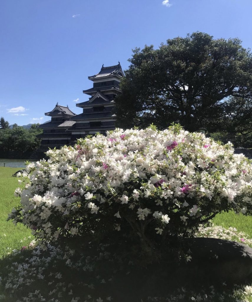 imagem do Castelo de Matsumoto e flores