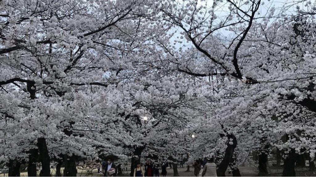 imagem de cerejeiras no Castelo de Matsumoto